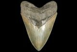 Serrated, Fossil Megalodon Tooth - South Carolina #134277-1